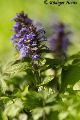 Ajuga reptans (Kriechender Günsel), 12.5.2019