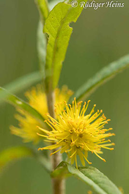 Lysimachia thyrsiflora (Strauß-​Gilbweiderich), 31.5.2022