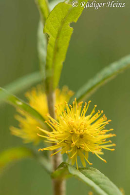 Lysimachia thyrsiflora (Strauß-​Gilbweiderich)