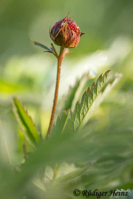 Comarum palustre (Sumpf-Blutauge)