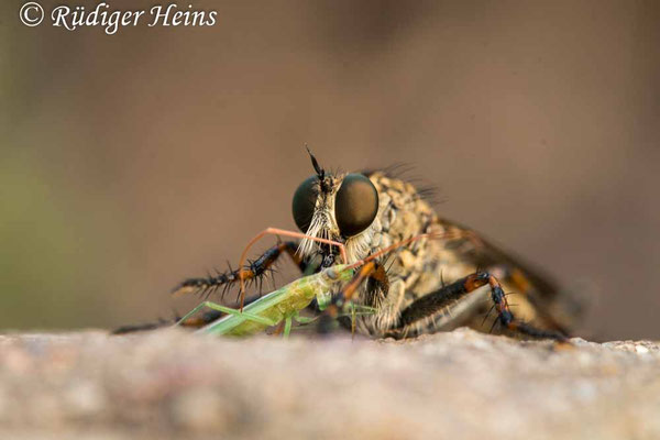 Tolmerus cingulatus (Burschen-Raubfliege) Weibchen