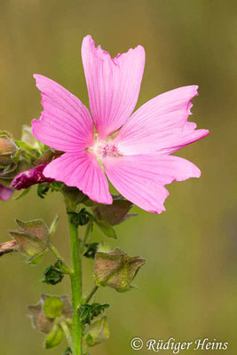 Malva alcea (Rosen-Malve), 22.7.2012