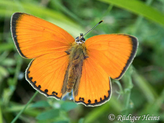 Lycaena dispar (Großer Feuerfalter), 10.7.2019