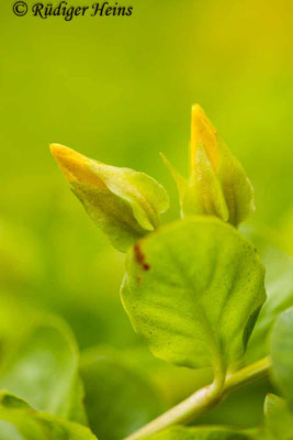 Lysimachia nummularia (Pfennigkraut), 12.6.2019