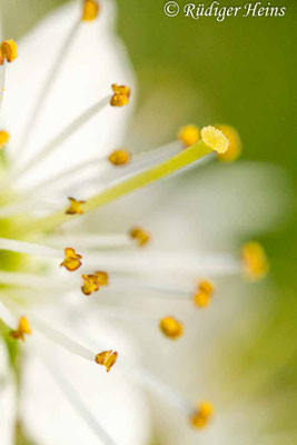 Prunus spinosa (Schlehe oder Schwarzdorn)