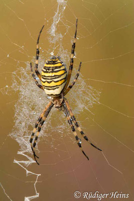 Argiope bruennichi (Zebraspinne, Wespenspinne)