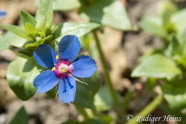 Anagallis arvensis (Acker-Gauchheil)
