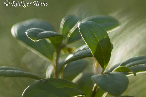 Preiselbeere (Vaccinium vitis-idaea) Blätter, 15.10.2022 - Pentacon 200mm f/4