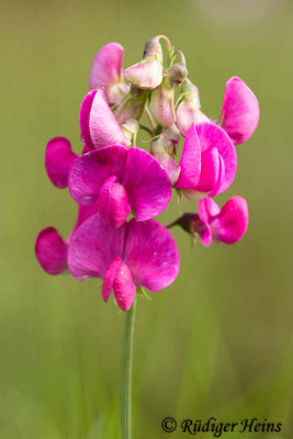 Lathyrus latifolius (Breitblättrige Platterbse)