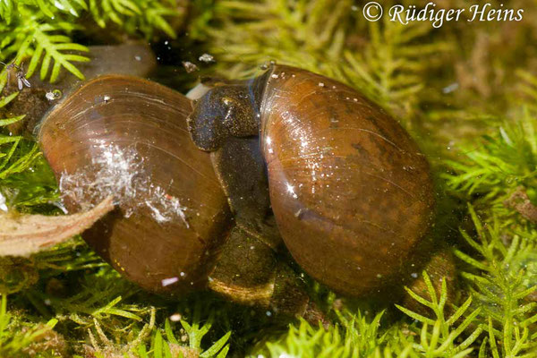 Radix balthica (Gemeine Schlammschnecke), 3.6.2011