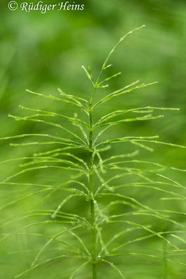 Equisetum sylvaticum (Wald-Schachtelhalm), 4.6.2020