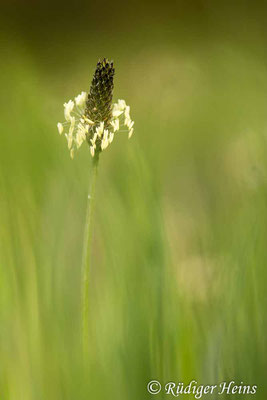 Plantago lanceolata (Spitzwegerich), 1.5.2024