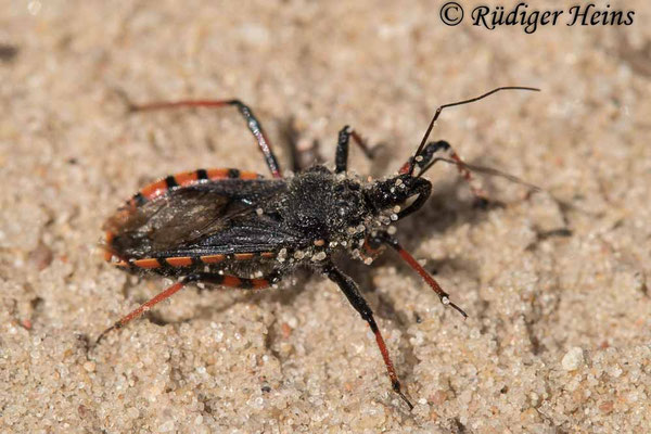 Rhynocoris annulatus (Geringelte Mordwanze)