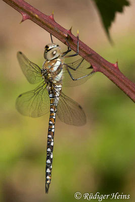 Aeshna mixta, Herbst-Mosaikjungfer, Männchen
