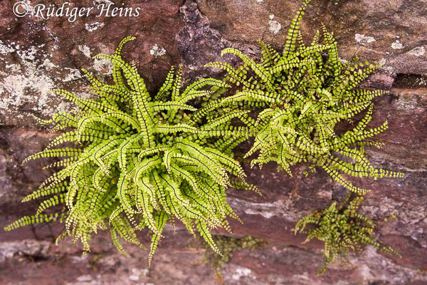 Asplenium trichomanes (Braunstieliger Streifenfarn), 16.6.2012