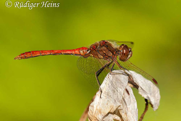 Sympetrum vulgatum (Gemeine Heidelibelle) Männchen, 16.8.2009