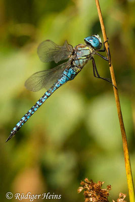 Aeshna affinis (Südliche Mosaikjungfer) Paarung, 1.9.2022