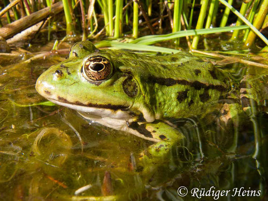 Pelophylax kl. esculentus (Teichfrosch), 11.5.2008