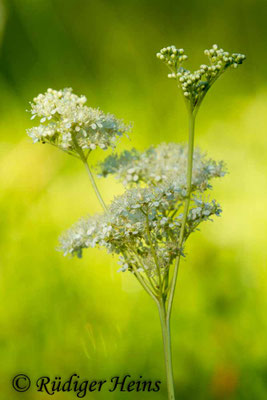 Filipendula ulmaria (Echtes Mädesüß)