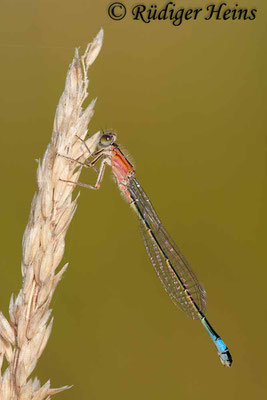 Ischnura elegans (Große Pechlibelle) Weibchen, 9.7.2011