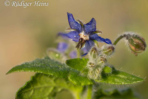 Borretsch (Borago officinalis), 22.11.2021 - Makroobjektiv 100mm f/2.8