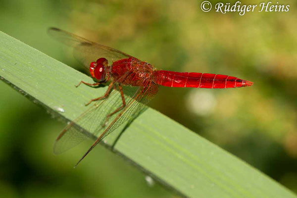 Crocothemis erythraea, Feuerlibelle, Männchen