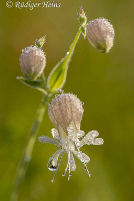 Silene vulgaris (Taubenkropf-Leimkraut), 25.8.2023