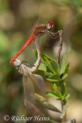 Sympetrum fonscolombii (Frühe Heidelibelle) Paarung, 19.10.2008