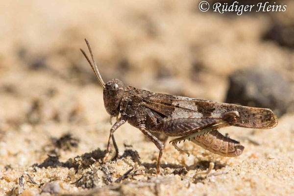 Oedipoda caerulescens (Blauflügelige Ödlandschrecke) Männchen