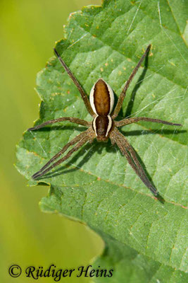 Dolomedes fimbriatus (Gerandete Jagdspinne)