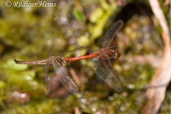 Sympetrum vulgatum (Gemeine Heidelibelle) Tandem bei Eiablage, 7.9.2013