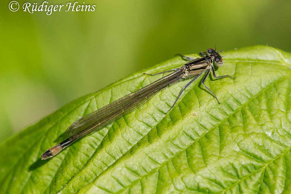 Ischnura elegans (Große Pechlibelle) junges Weibchen, 29.5.2020