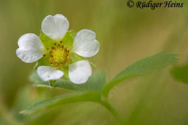 Potentilla sterilis (Erdbeer-Fingerkraut)