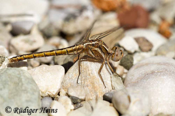 Orthetrum taeniolatum (Zierlicher Blaupfeil) Weibchen