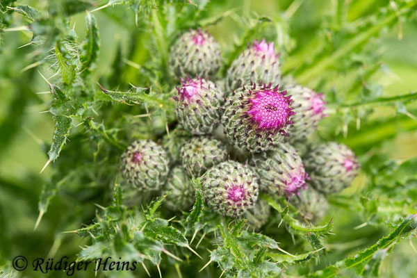 Cirsium palustre (Sumpf-Kratzdistel), 20.5.2020