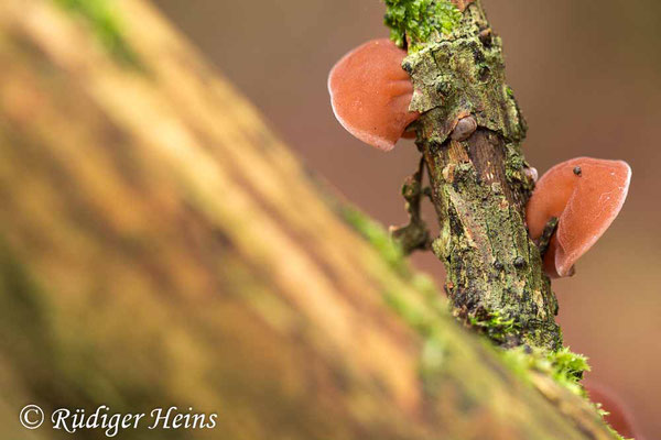 Judasohr (Auricularia auricula-judae), 15.12.2021 - Makroobjektiv 100mm f/2.8