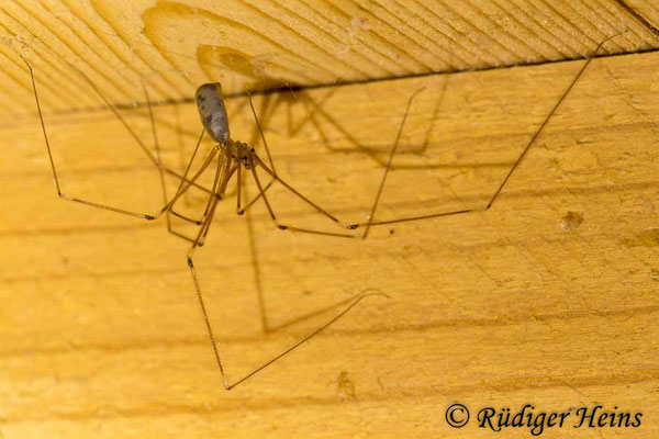 Pholcus phalangioides (Große Zitterspinne), 2.2.2020