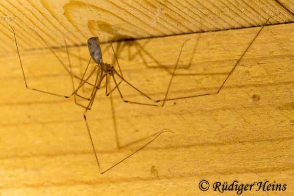 Pholcus phalangioides (Große Zitterspinne)