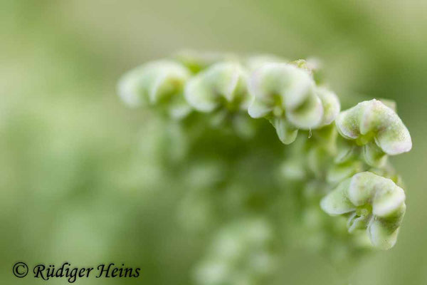Giersch - Knospen, 3.6.2025 - Lupenobjektiv 65mm f/2.8