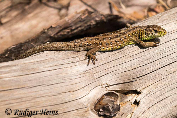 Lacerta agilis (Zauneidechse) Weibchen