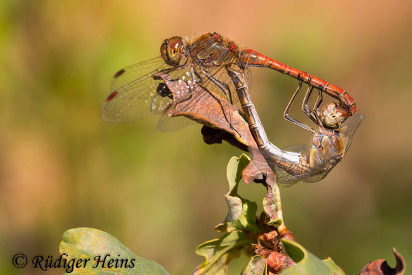 Sympetrum striolatum (Große Heidelibelle) Paarung, 5.10.2018