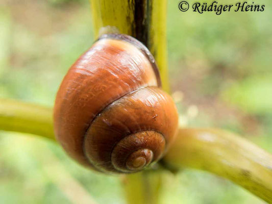 Cepaea nemoralis (Hain-Bänderschnecke), 21.10.2019