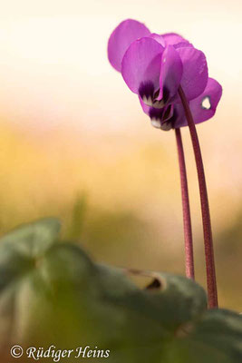 Cyclamen coum (Frühlings-Alpenveilchen), 9.3.2025