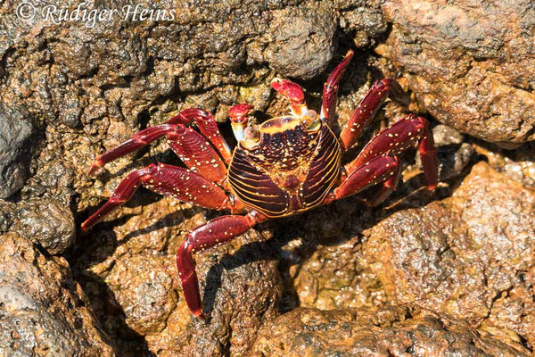 Grapsus grapsus (Rote Klippenkrabbe)
