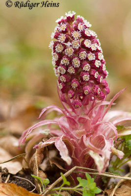 Petasites hybridus (Gewöhnliche Pestwurz)