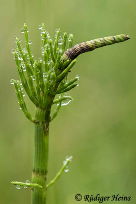 Equisetum fluviatile (Teich-Schachtelhalm), 6.6.2021