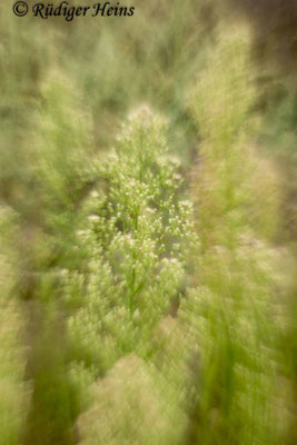 Conyza canadensis (Kanadisches Berufkraut)