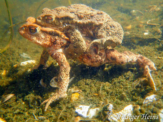 Bufo bufo (Erdkröte) Paarung, 28.3.2010