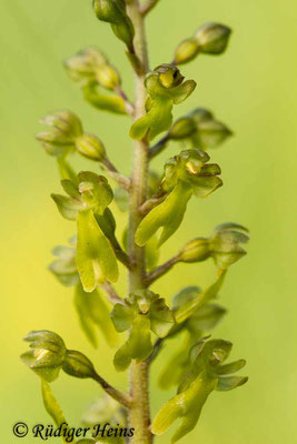 Neottia ovata (Großes Zweiblatt), 21.5.2015 