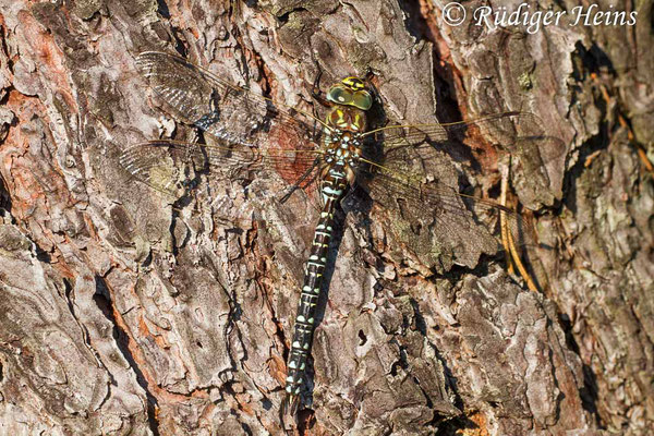 Aeshna subarctica (Hochmoor-Mosaikjungfer) Männchen, 28.8.2013